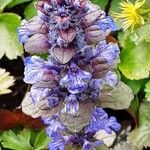 Ajuga pyramidalis Fleur