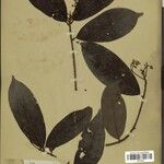 Aniba riparia Лист