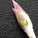 Xeranthemum cylindraceum Fleur