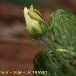 Ranunculus falcatus Flower