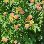 Lantana aculeata Flors