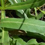 Wyethia angustifolia Hoja