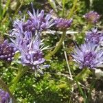 Jasione crispa Blomma