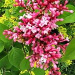 Syringa pubescens Blomma