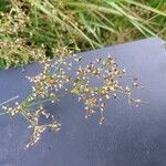 Juncus acutiflorus Flower