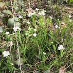 Stellaria holostea 葉