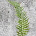 Polypodium interjectum ഇല