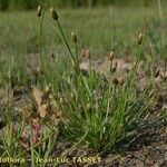 Eleocharis ovata Hábito