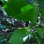 Cupania diphylla List