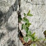 Aristolochia pistolochia Natur