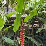 Heliconia rostrata फूल