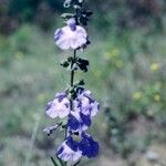Salvia reflexa Цвят
