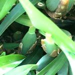 Maxillaria variabilis Агульны выгляд