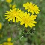 Crepis setosaBlüte