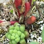 Sedum atratum 形态