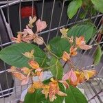 Mussaenda philippica 花
