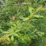 Spiraea cantoniensis Blatt