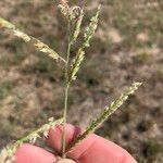 Urochloa trichopus Flor