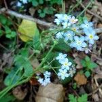 Myosotis sylvatica 花