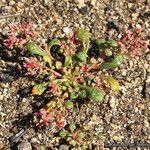 Calyptridium monandrum Tervik taim