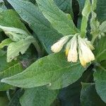 Symphytum tuberosum Flower