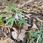 Cardamine concatenata Flower