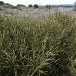 Genista acanthoclada Blad