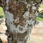 Erythrina fusca Bark