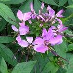 Cleome houtteana Flower