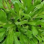 Erigeron pulchellus Leaf