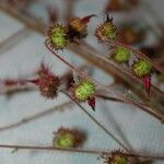 Acalypha costaricensis Diğer