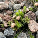Baccharis alpina Habit
