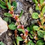 Polygonum arenastrum Foglia