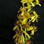 Ligularia fischeri Habit