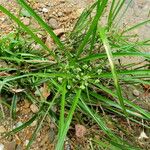 Cyperus entrerianus Хабит