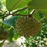 Annona purpurea Плод