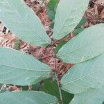 Dichapetalum lujae Hoja