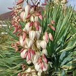 Yucca gloriosaFlower