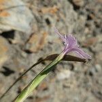 Dianthus pyrenaicus പുഷ്പം