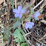 Plumbago europaea Цветок