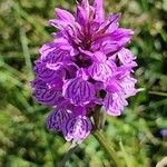 Dactylorhiza maculataЦвят