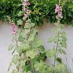 Alcea rosea 整株植物