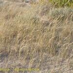 Festuca juncifolia Pokrój