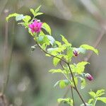 Rubus spectabilis Floro