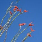 Fouquieria splendens Blomst