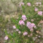 Erica arboreaFlor