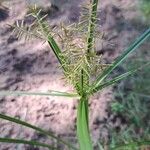 Cyperus esculentus Virág