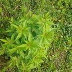 Eupatorium cannabinumFuelha