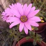 Osteospermum ecklonisFlower