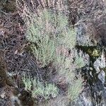 Teucrium marum Habit